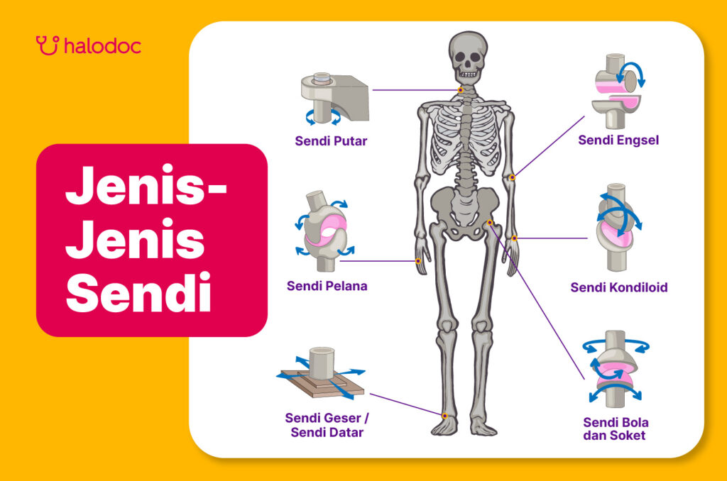 Jenis-Jenis Sendi