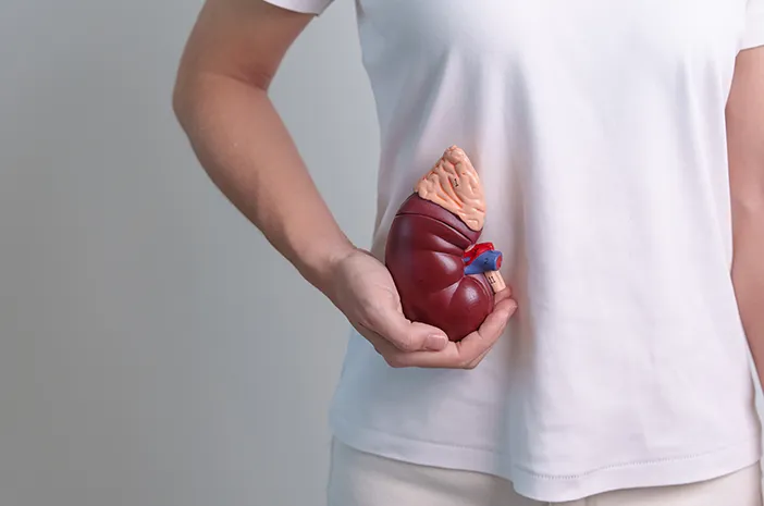 Letak Ginjal Ada di Mana? Ini Penjelasan Lengkapnya