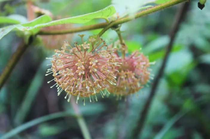 Ini Manfaat Gambir untuk Kesehatan yang Wajib Diketahui