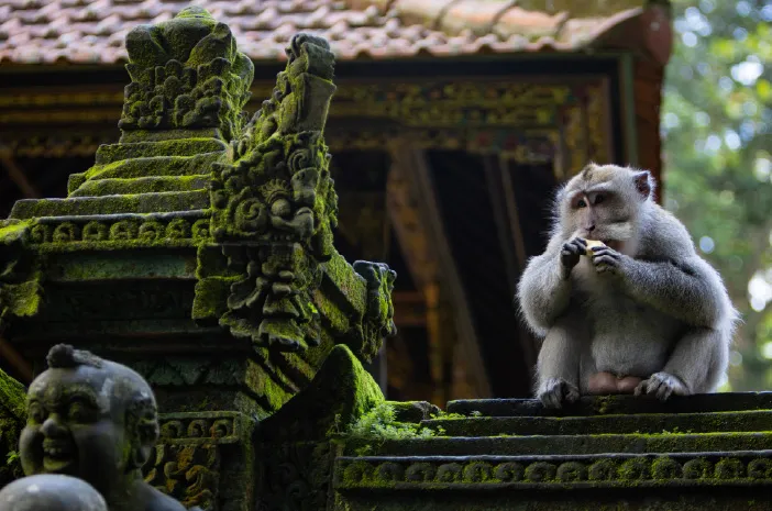 Kena Gigitan Monyet, Apakah Berbahaya? Ini Faktanya