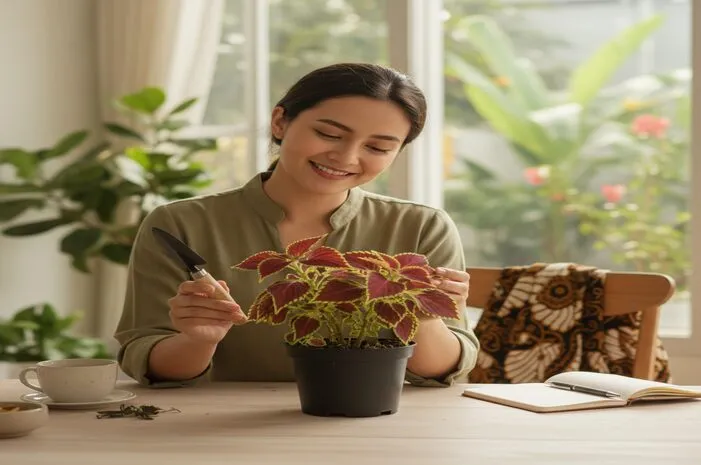 Tanaman Miana: Manfaat, Cara Menanam, & Jenisnya