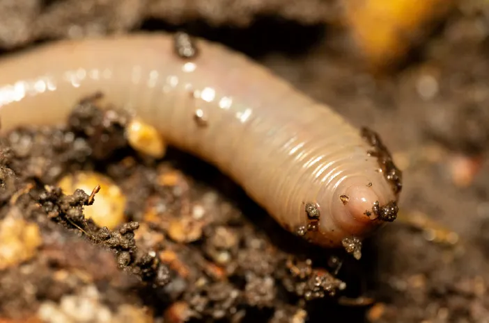 Apakah Cacing Nipah Berbahaya? Kenali Risiko dan Cara Aman Menggunakannya