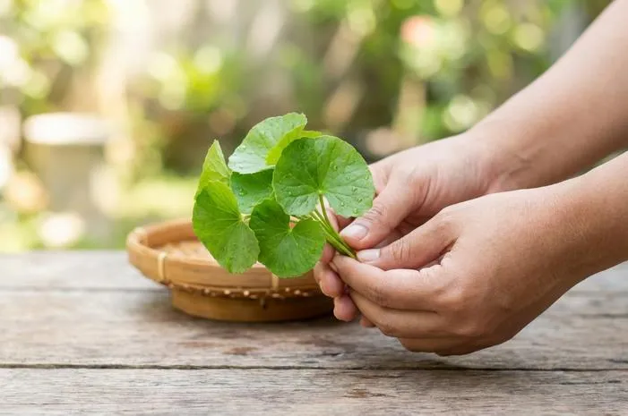 Ciri-Ciri Daun Pegagan: Kenali Lebih Dekat!