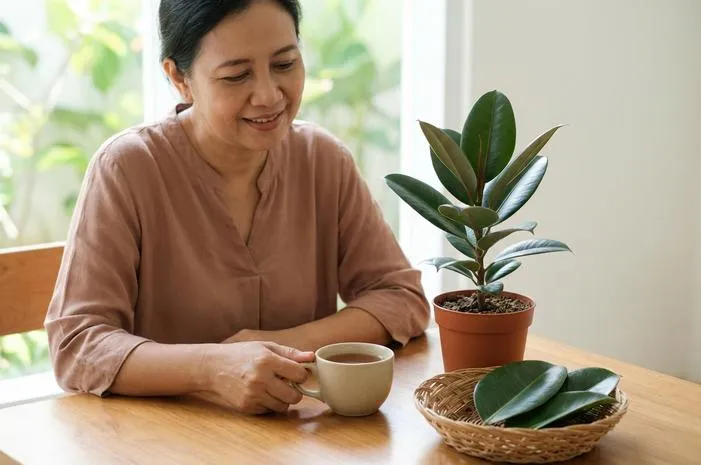 Manfaat Daun Karet Kebo: Redakan Nyeri dan Bersih Udara!