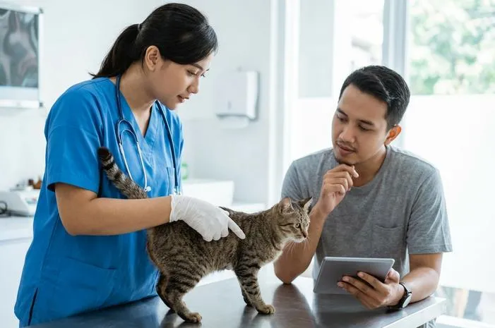 Alat Kelamin Kucing Jantan: Bentuk, Ciri, dan Cara Membedakan