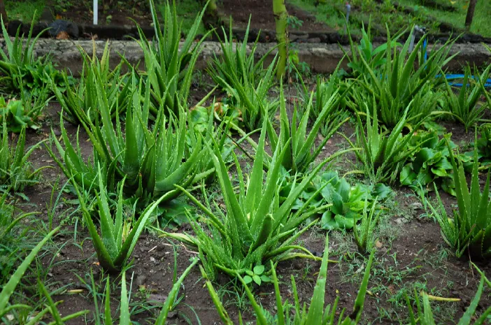 Daun Apa yang Bisa Menyembuhkan Gondongan?