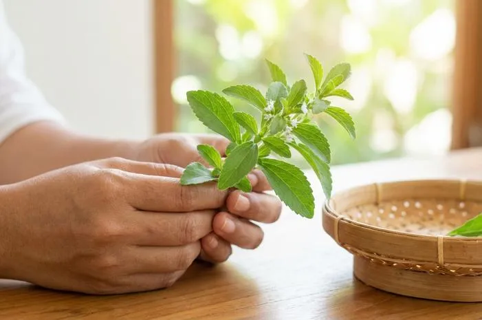 Bunga Stevia: Manfaat dan Cara Budidaya Pemanis Alami