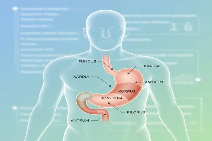 Bagian Bagian Lambung: Fungsi dan Anatomi Lengkap