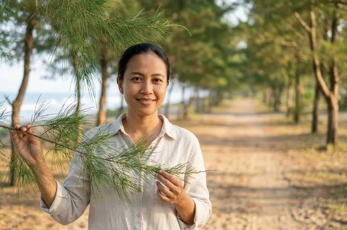 Cemara: Jenis, Ciri Khas, Manfaat Pohon Cemara
