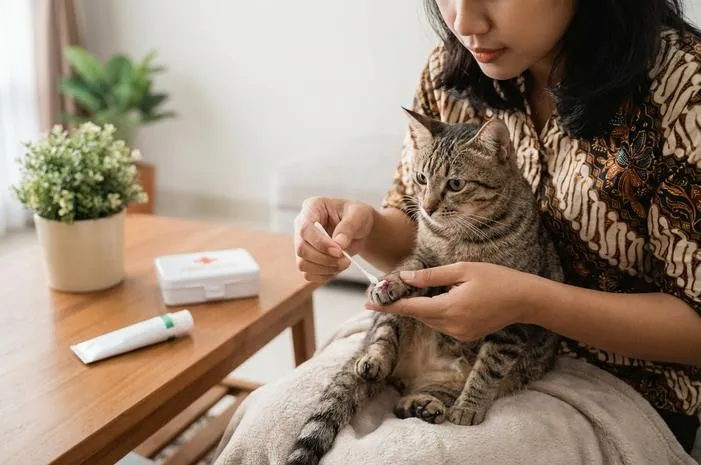 Rahasia Obat Luka Kucing Cepat Kering, Anti-Infeksi!