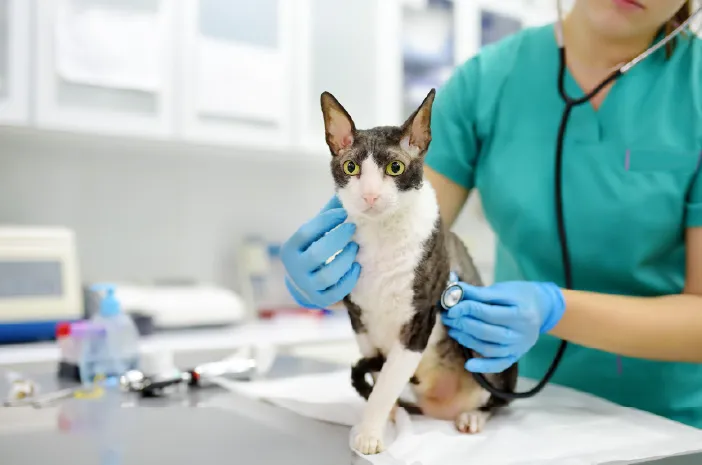 Calicivirus pada Kucing: Gejala, Penyebab, Pengobatan, dan Pencegahan