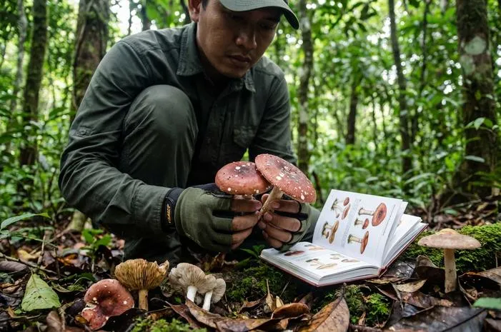 Hati-hati! Ini Jenis Jamur Beracun di Indonesia