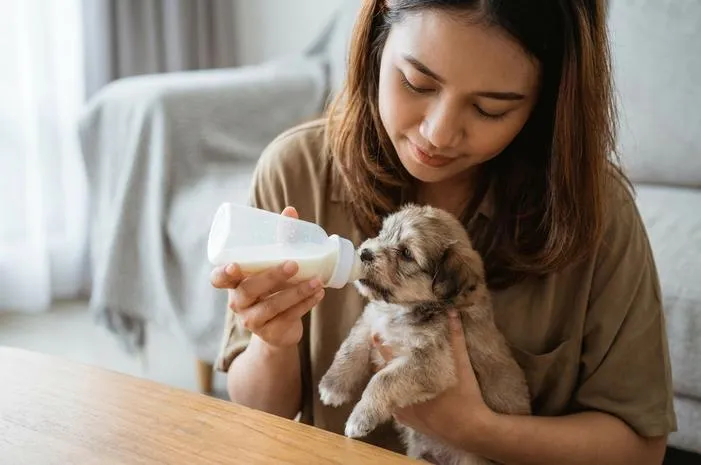Susu Royal Canin: Bayi Anjing Kucing Tumbuh Maksimal