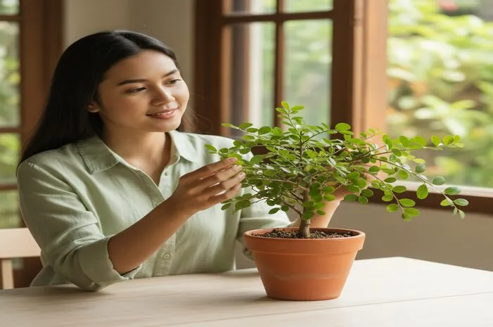 Jamin Asli! Ciri Ciri Pohon Bidara Arab Asli Ini Lho
