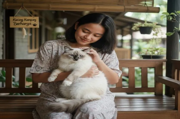 Update Harga Kucing Himalaya Kampung Mulai 300 Ribuan