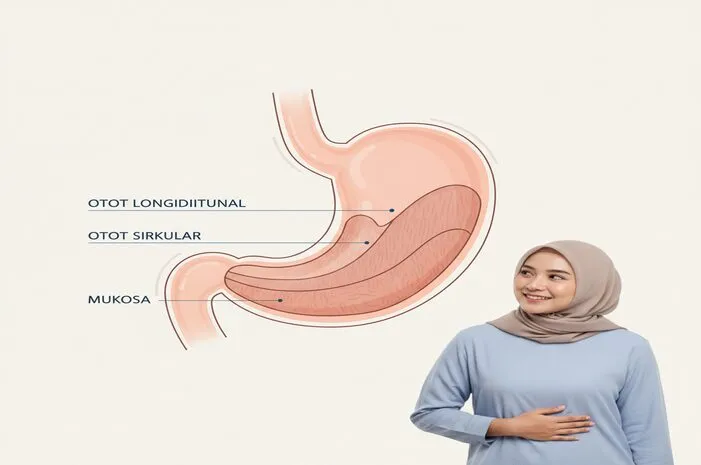 Mengulik Struktur Lambung: Ada Apa Saja di Dalamnya?