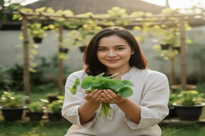 Asiatica: Ikan Gabus Hias Cantik dan Pegagan Bikin Kulit Sehat