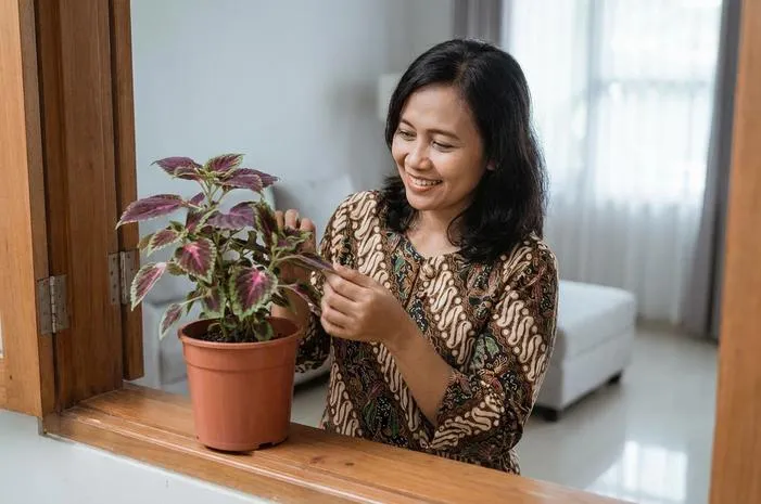 Tanaman Miana Si Cantik Kaya Manfaat dan Cara Tanamnya