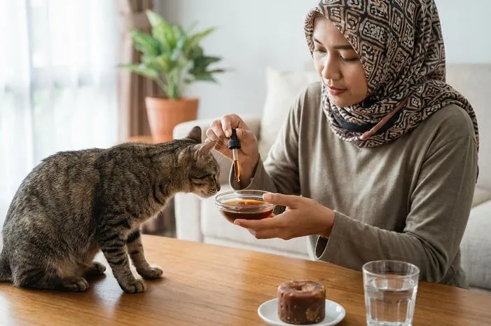 Aturan Beri Air Gula Merah untuk Kucing Lemas yang Benar