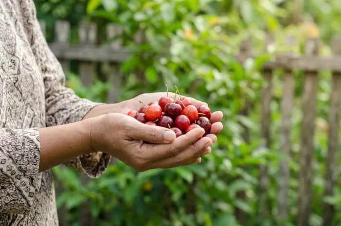 Nikmati Buah Ceri Kampung: Imun Kuat, Asam Urat Minggat!