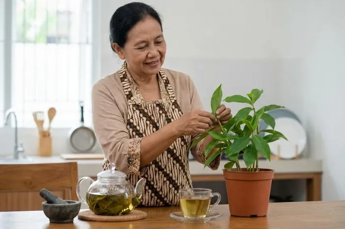 Manfaat Daun Insulin Lengkap dan Cara Olah Agar Berkhasiat