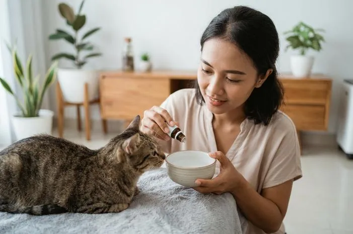 Kucing Diare? Beri Minuman Ini Agar Cepat Sembuh!