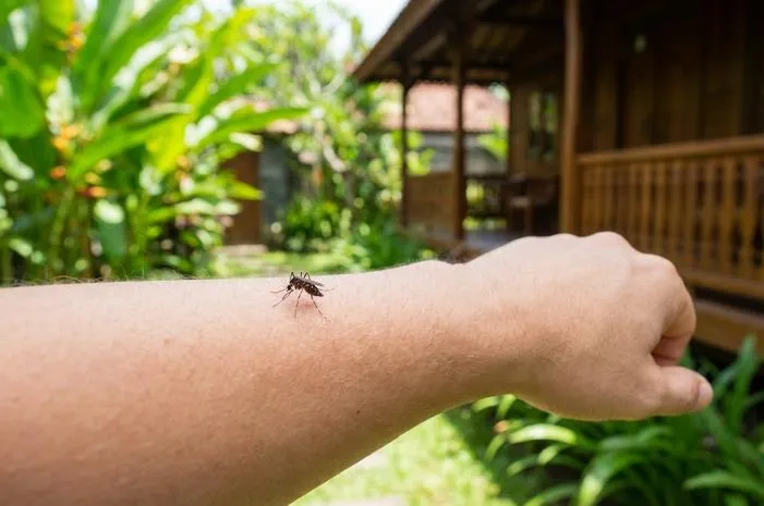 Gambar Nyamuk Chikungunya: Kenali Si Belang Hitam