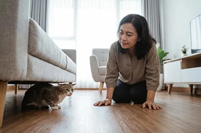 Ciri Kucing Stres: Kenali Tanda-tanda Si Meong!