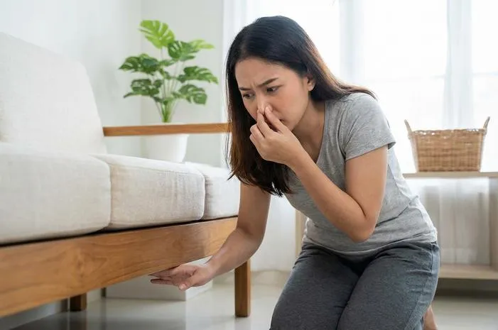 Tercium Bau Tikus Tak Ada? Penyebab dan Solusi Lengkap