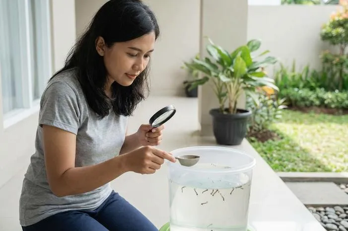 Basmi Jentik di Rumah? Yuk, Pahami Siklus dan Cara Ampuhnya!