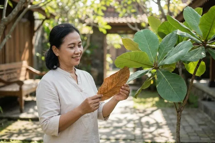 Kenali Tanaman Ketapang: Si Peneduh Serbaguna