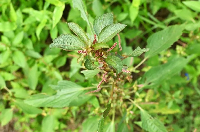 Ini Khasiat Tanaman Anting-Anting yang Jarang Diketahui