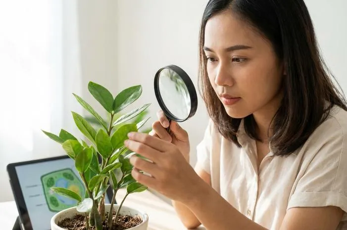 Kloroplas: Organel Kunci Fotosintesis Tumbuhan