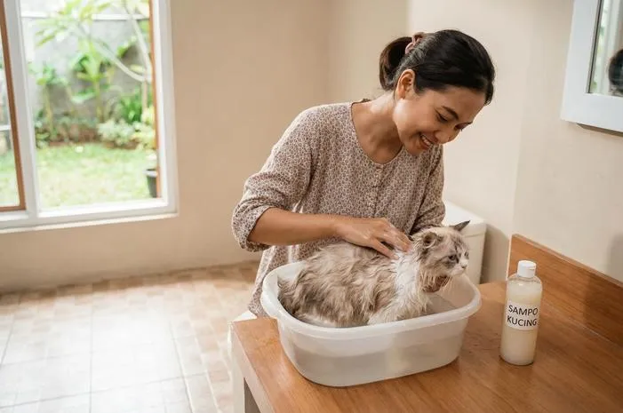 Pilih Sampo Kucing Terbaik: Bulu Sehat, Wangi, No Kutu