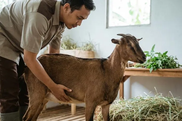 Cara Mengatasi Kambing Kembung: Cepat dan Mudah