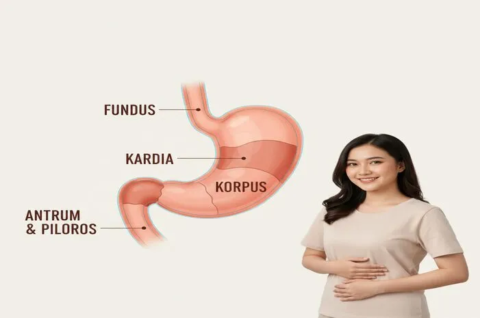 Yuk Kenali 5 Bagian Bagian Lambung dan Fungsinya