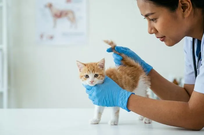 Cara Bedakan Kucing Jantan dan Betina Sejak Kecil!