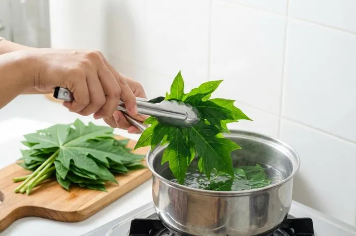 Masak Daun Pepaya Jepang Aman? Ini Caranya!
