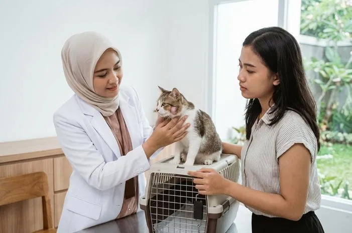 Abses Kucing: Kenali Gejala dan Cara Mengatasinya