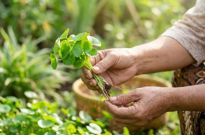 Tumbuhan Pegagan: Rahasia Kulit Cantik dan Otak Cerdas