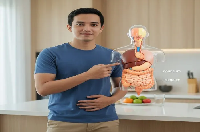 Mengenal Bagian Bagian Usus Halus dan Perannya