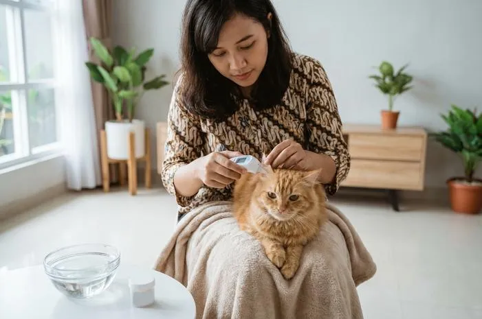 Jangan Panik! Cara Mengobati Kucing Demam Mudah Kok