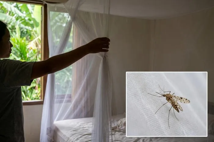 Kenali Ciri Ciri Nyamuk Malaria dari Fisik dan Kebiasaan