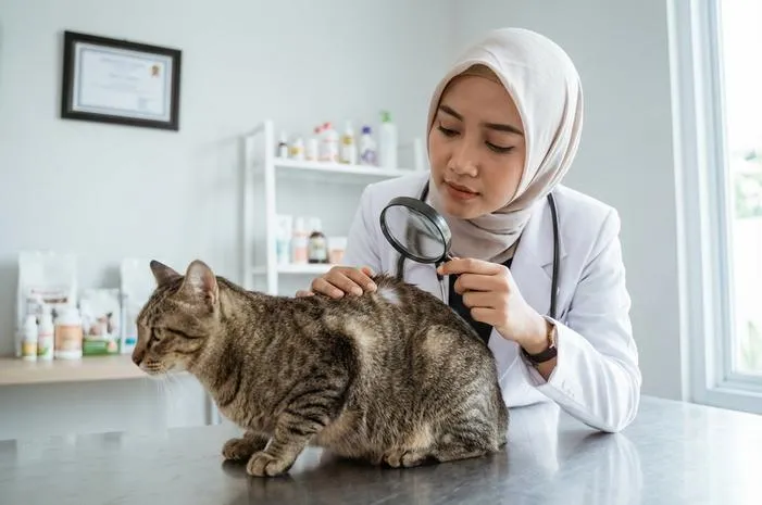 Kenali Penyebab Kucing Jamuran dan Cara Mudah Mencegahnya