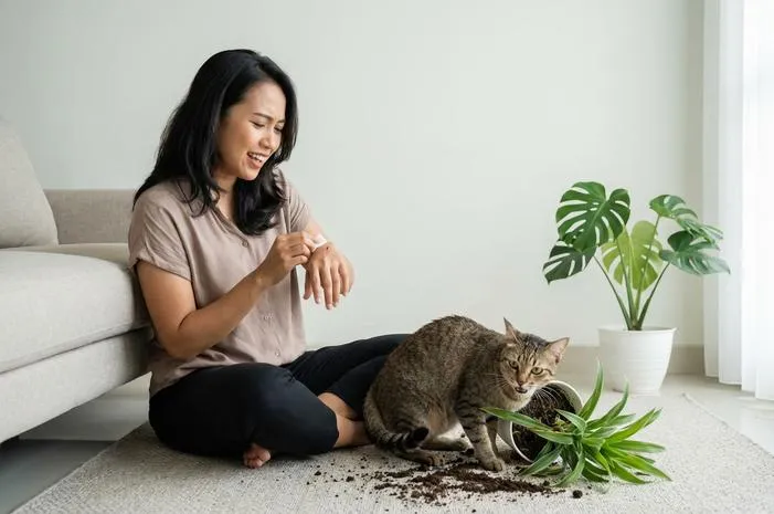 Kucing Nakal? Pahami Dia Biar Akur Lagi!