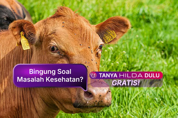 Apa Itu Penyakit Lato-Lato pada Sapi? Kenali Gejala dan Penyebabnya