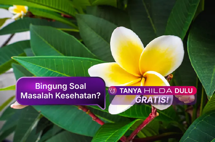 Mengenal Manfaat Bunga Kamboja untuk Kesehatan dan Kecantikan