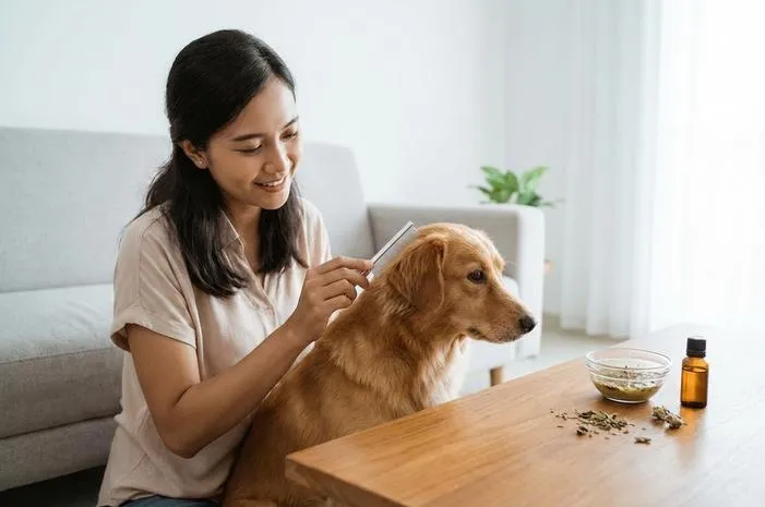 Basmi Kutu Anjing Alami Permanen, Ini Cara Efektifnya