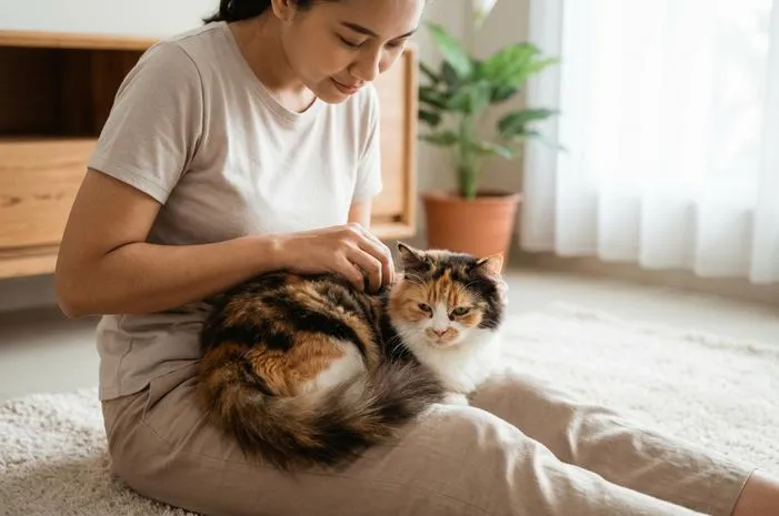 Kucing Calico Betina: Si Cantik Tiga Warna yang Langka