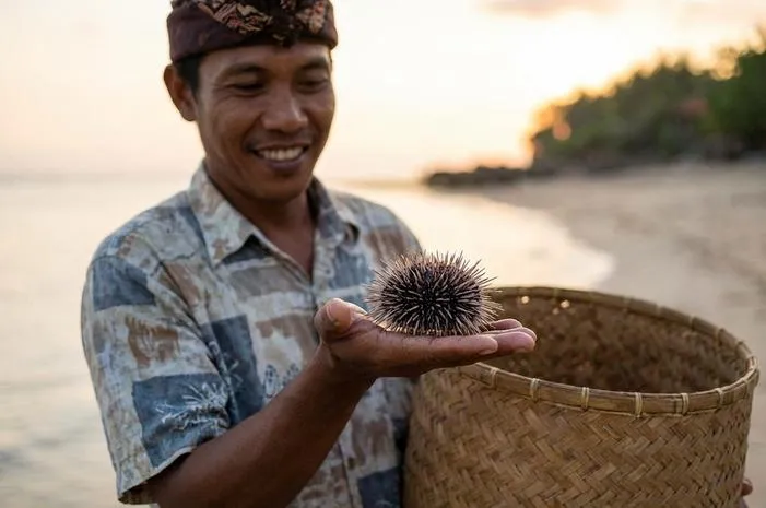 Sea Urchin adalah Bulu Babi, Delikatese Laut Mewah